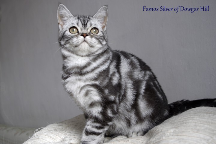 kot brytyjski - Famos Silver of Dowgar Hill