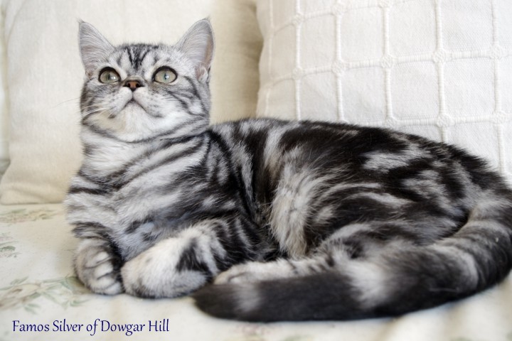 kot brytyjski - Famos Silver of Dowgar Hill