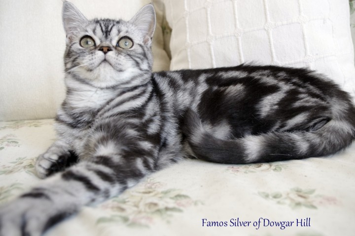 kot brytyjski - Famos Silver of Dowgar Hill