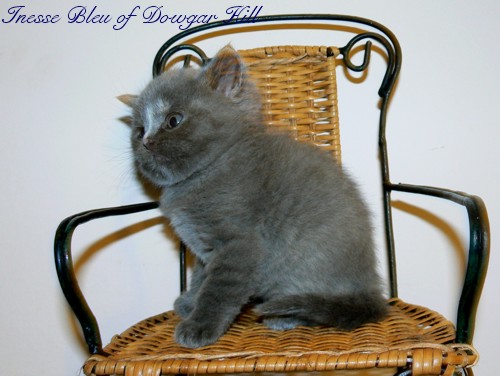 Inesse Bleu of Dowgar Hill
