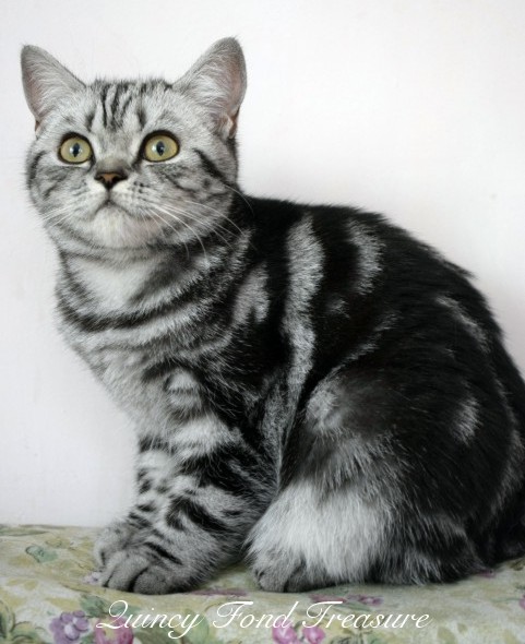 Kot Brytyjski Silver Tabby - Quincy Fond Treasure*RU. Jestem bardzo nieśmiałą i delikatną dziewczynką