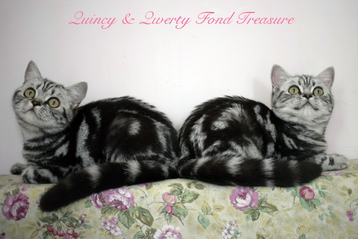 Kot Brytyjski Silver Tabby - Quincy Fond Treasure*RU.Jestem bardzo nieśmiałą i delikatną dziewczynką