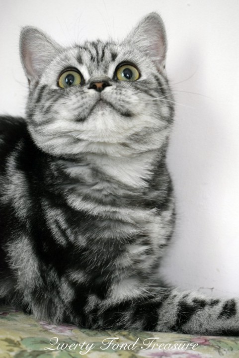 Kot Brytyjski Silver Tabby - Qwerty Fond Treasure*RU. Jestem bardzo nieśmiałą i delikatną dziewczynką