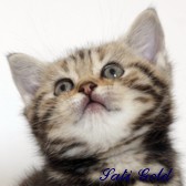 Kotka Golden Tabby - Sati Gold of Dowgar Hill