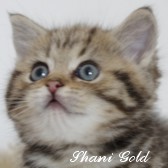 Kotka Golden Tabby - Shani Gold of Dowgar Hill