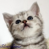Kotka Silver Tabby - Silver Snow of Dowgar Hill
