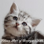 Kocur Silver Tabby - Silver Star of Dowgar Hill