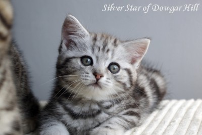 Silver Star of Dowgar Hill