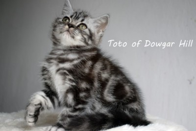 kot brytyjski - Toto of Dowgar Hill