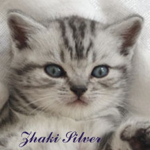 ZHAKI SILVER