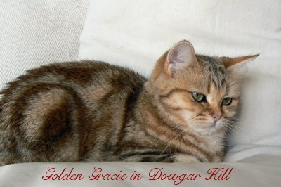 kot brytyjski - Golden Gracie of Dowgar Hill