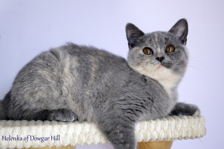 Helenka of Dowgar Hill
