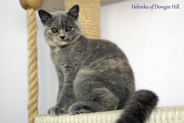 Helenka of Dowgar Hill