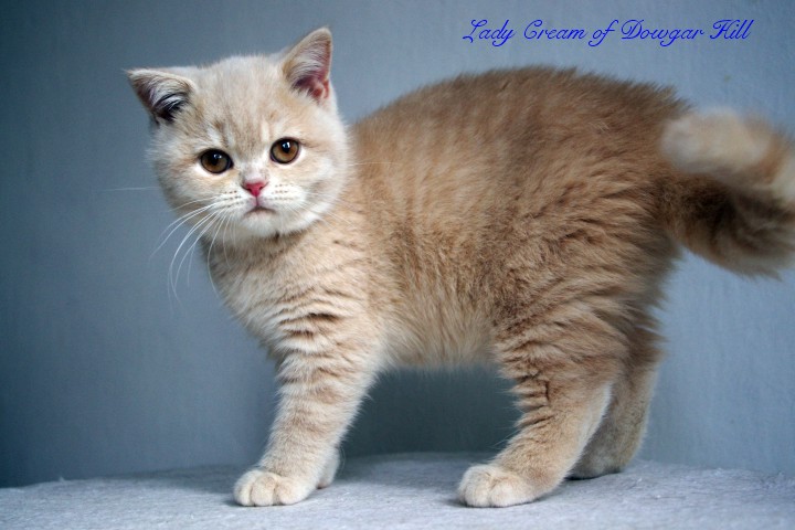 Lady Cream of Dowgar Hill
