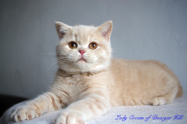 Lady Cream of Dowgar Hill