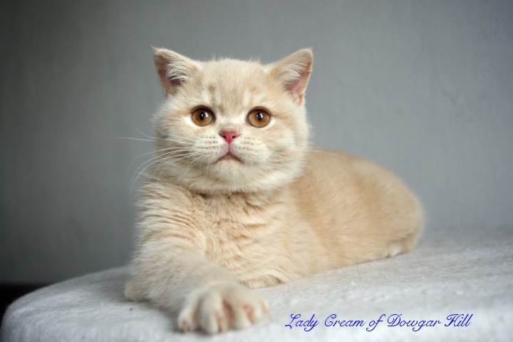 Lady Cream of Dowgar Hill