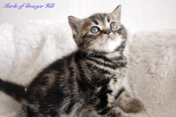 Mardo of Dowgar Hill