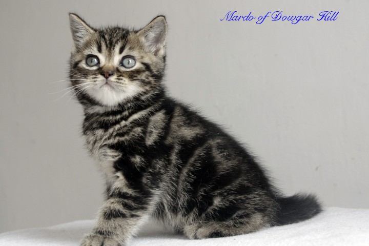 Mardo of Dowgar Hill