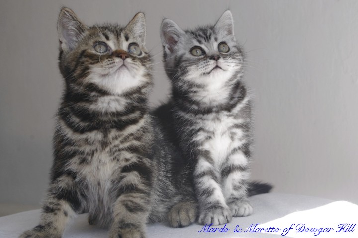 Mardo & Maretto of Dowgar Hill