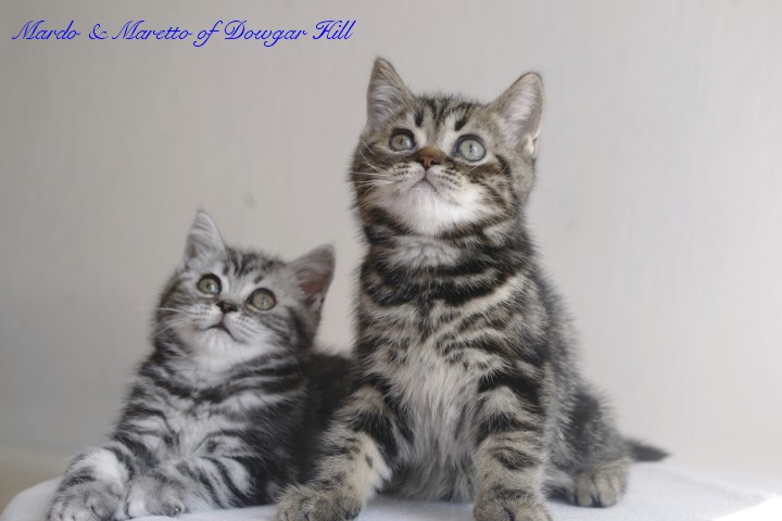 Mardo & Maretto of Dowgar Hill