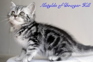 kot brytyjski - Matylda of Dowgar Hill