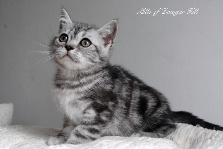 Millo of Dowgar Hill