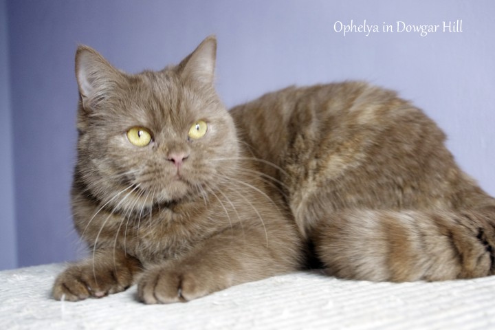 Mirabile Dictu Ophelia