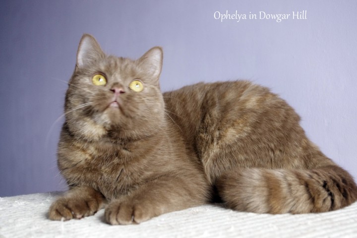  Mirabile Dictu Ophelia