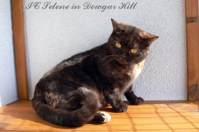 IC Selene in Dowgar Hill