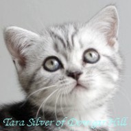 Kotka Silver Tabby - Tara Silver of Dowgar Hill