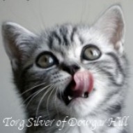Kocur Silver Tabby - Torg Silver of Dowgar Hill