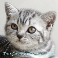Kotka Silver Tabby - Tori Silver of Dowgar Hill